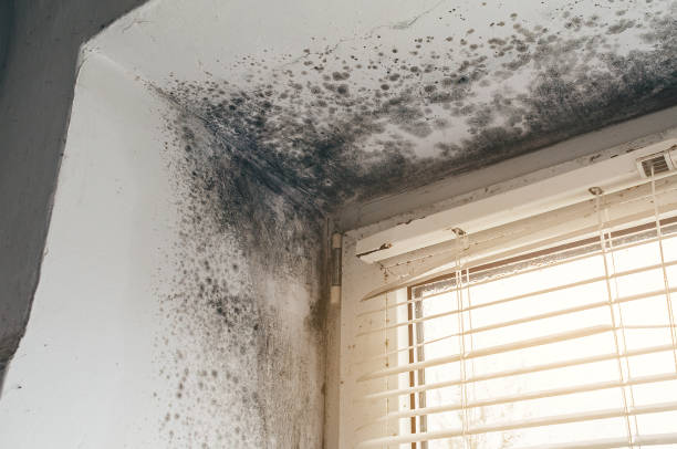Affordable Mold Cleanup solutions in Eagle, MI